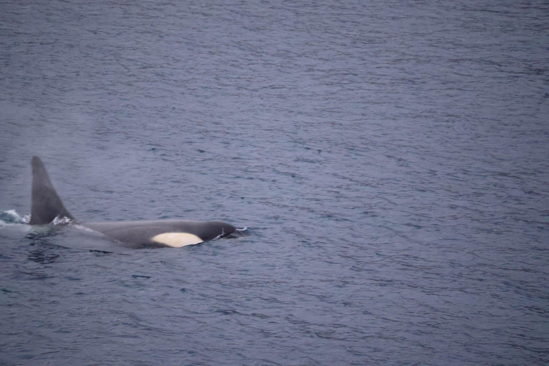 OTL24-25, Day 6, IMG_8096.JPG © Beth Hitchcock - Oceanwide Expeditions.JPG