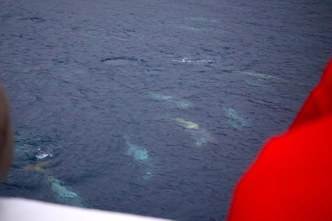 OTL24-25, Day 6, IMG_8100.JPG © Beth Hitchcock - Oceanwide Expeditions.JPG