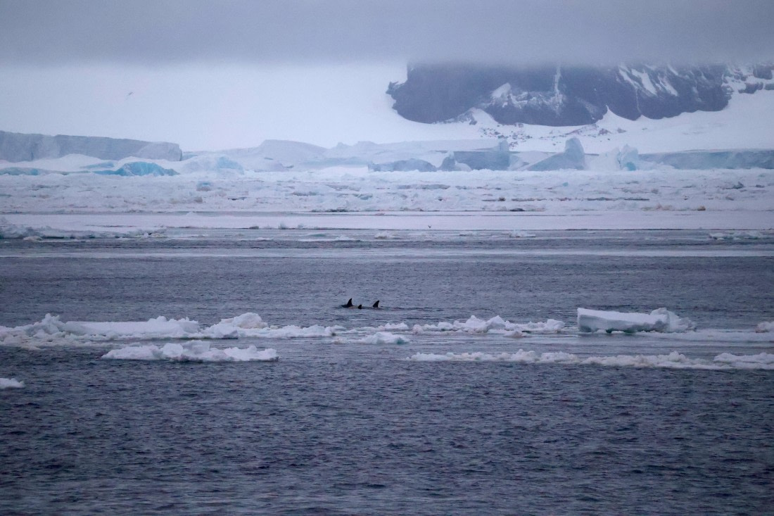 OTL24-25, Day 6, IMG_8117.JPG © Beth Hitchcock - Oceanwide Expeditions.JPG