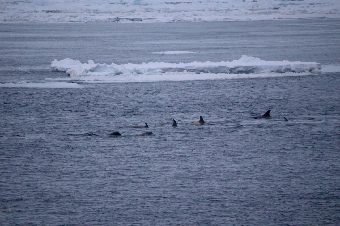 OTL24-25, Day 6, IMG_8134.JPG © Beth Hitchcock - Oceanwide Expeditions.JPG