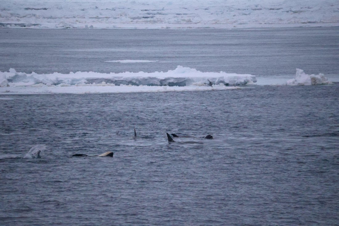 OTL24-25, Day 6, IMG_8137.JPG © Beth Hitchcock - Oceanwide Expeditions.JPG