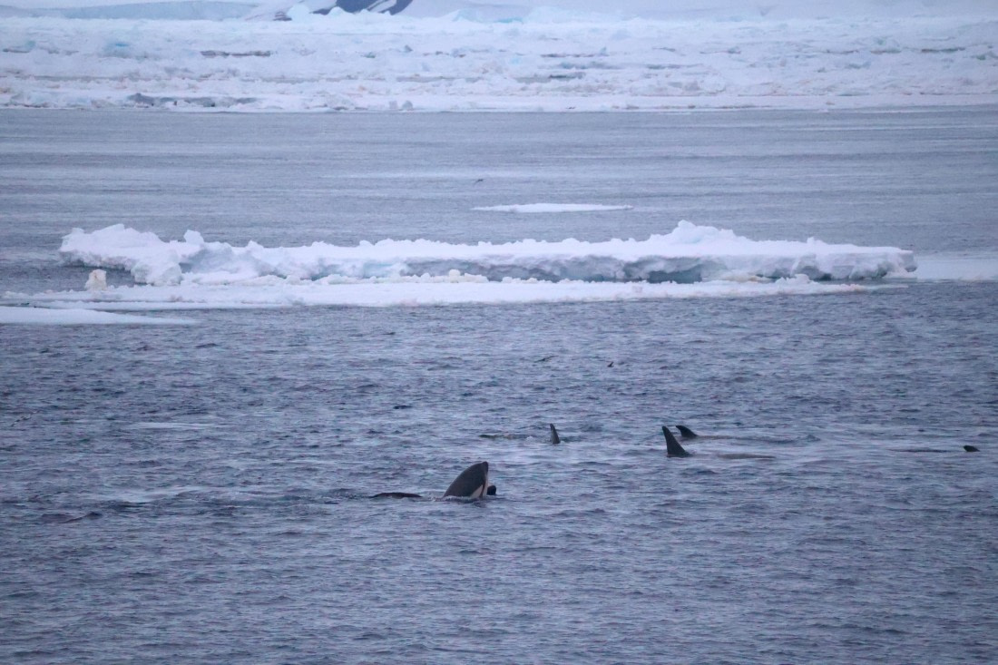 OTL24-25, Day 6, IMG_8138.JPG © Beth Hitchcock - Oceanwide Expeditions.JPG