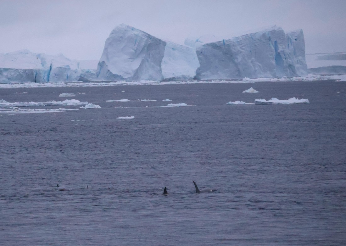 OTL24-25, Day 6, IMG_8174.JPG © Beth Hitchcock - Oceanwide Expeditions.JPG