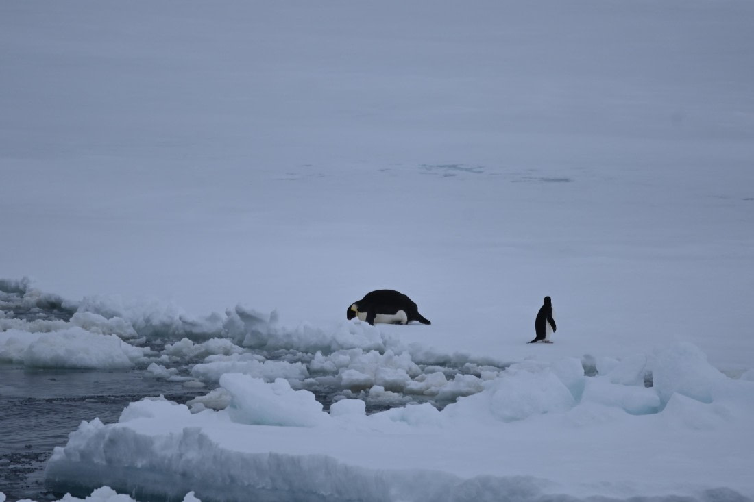 OTL24-25, Day 6, SAS_4575.JPG © Saskia van der Meij - Oceanwide Expeditions.JPG