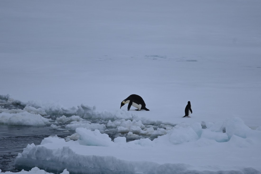 OTL24-25, Day 6, SAS_4576.JPG © Saskia van der Meij - Oceanwide Expeditions.JPG