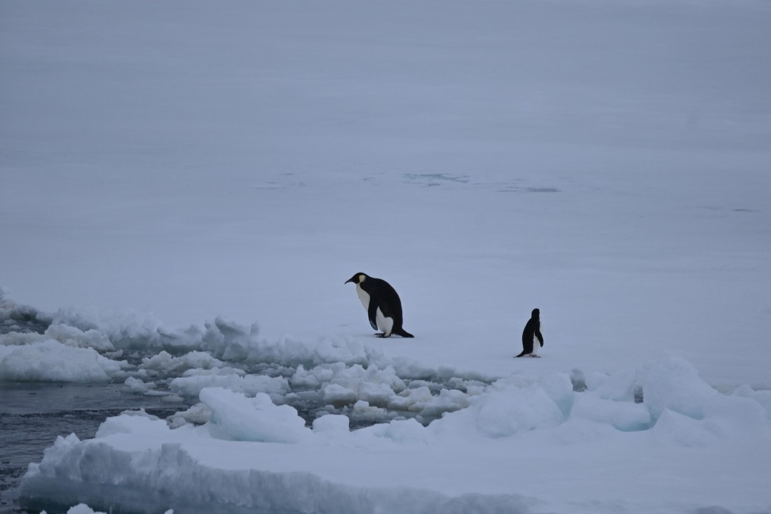 OTL24-25, Day 6, SAS_4577.JPG © Saskia van der Meij - Oceanwide Expeditions.JPG