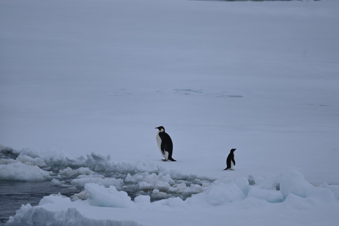 OTL24-25, Day 6, SAS_4578.JPG © Saskia van der Meij - Oceanwide Expeditions.JPG