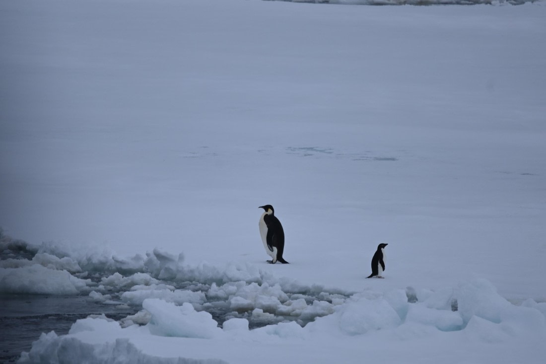 OTL24-25, Day 6, SAS_4579.JPG © Saskia van der Meij - Oceanwide Expeditions.JPG