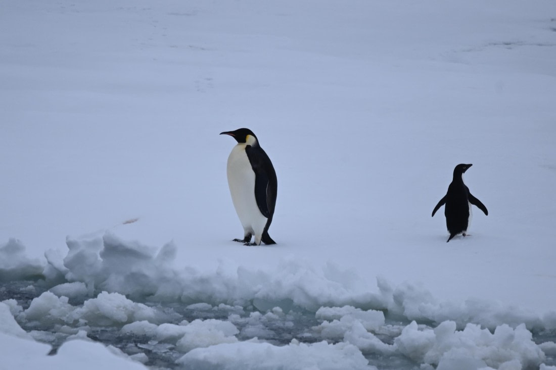 OTL24-25, Day 6, SAS_4587.JPG © Saskia van der Meij - Oceanwide Expeditions.JPG