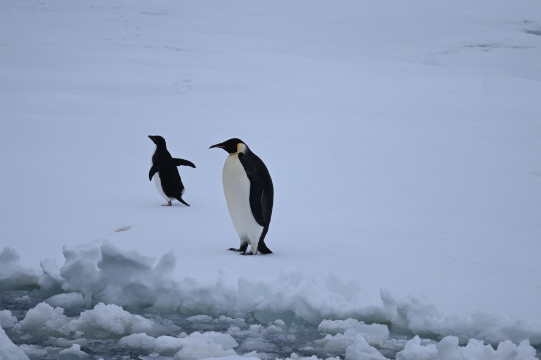 OTL24-25, Day 6, SAS_4588.JPG © Saskia van der Meij - Oceanwide Expeditions.JPG