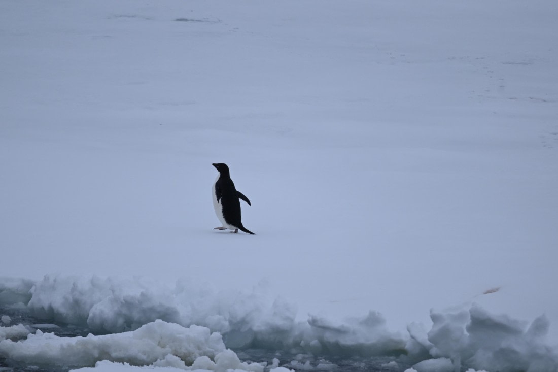 OTL24-25, Day 6, SAS_4590.JPG © Saskia van der Meij - Oceanwide Expeditions.JPG
