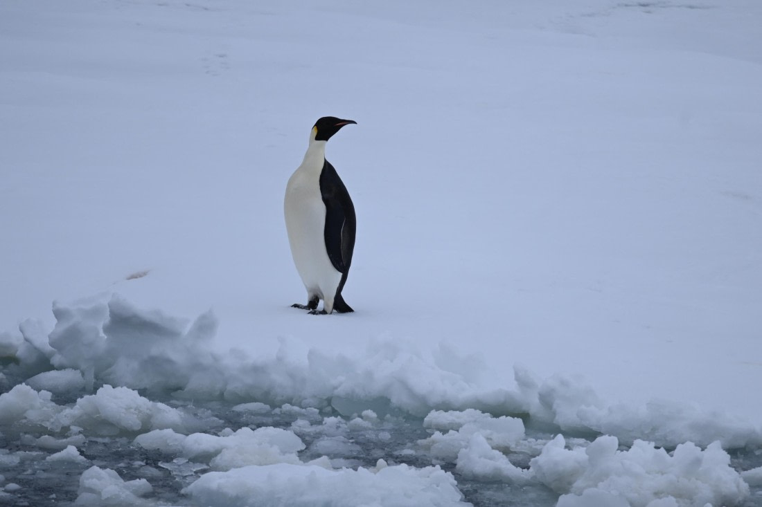OTL24-25, Day 6, SAS_4592.JPG © Saskia van der Meij - Oceanwide Expeditions.JPG