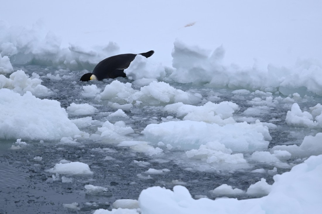 OTL24-25, Day 6, SAS_4598.JPG © Saskia van der Meij - Oceanwide Expeditions.JPG