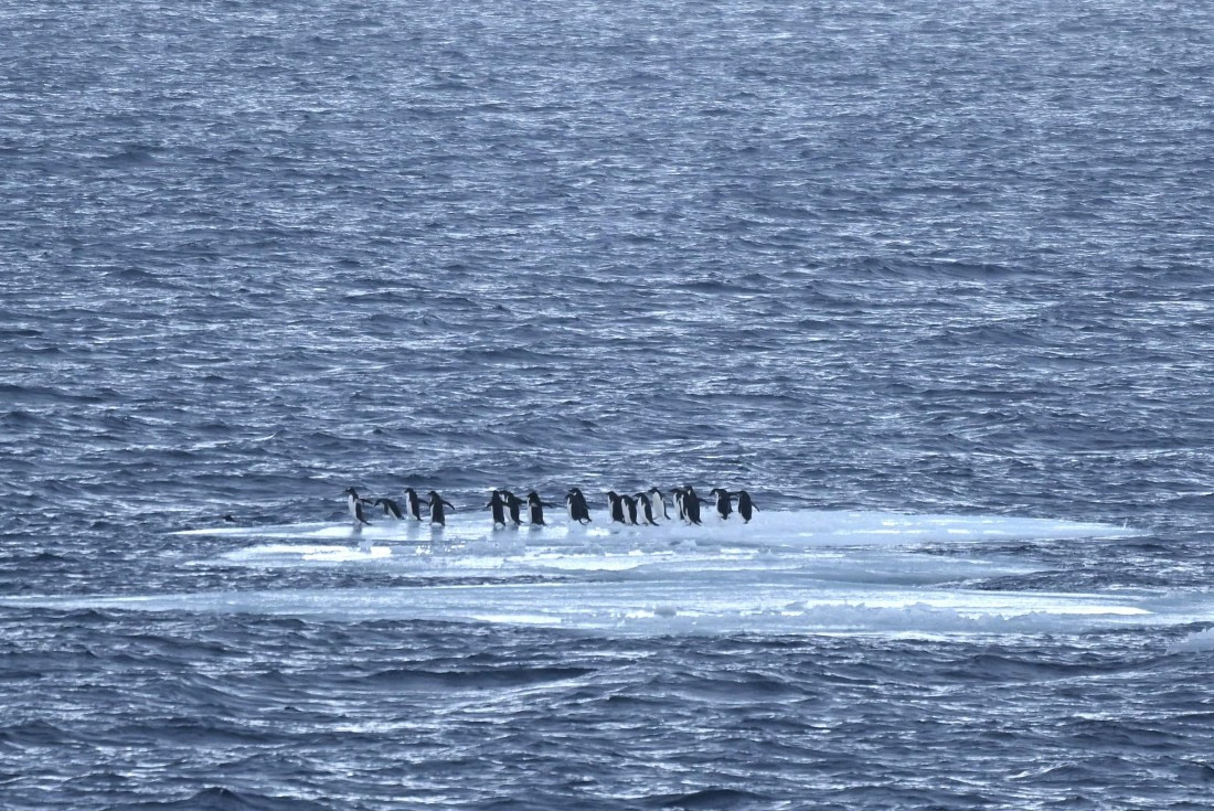 OTL24-25, Day 6, SAS_4616.JPG © Saskia van der Meij - Oceanwide Expeditions.JPG