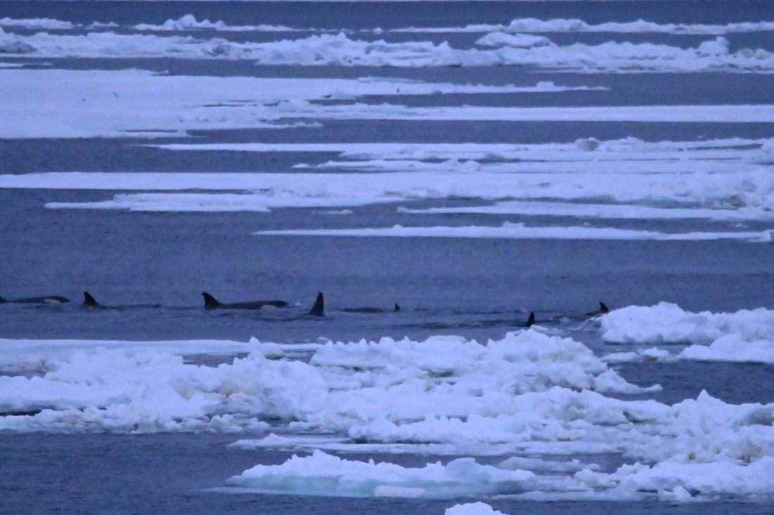 OTL24-25, Day 6, SAS_4687.JPG © Saskia van der Meij - Oceanwide Expeditions.JPG