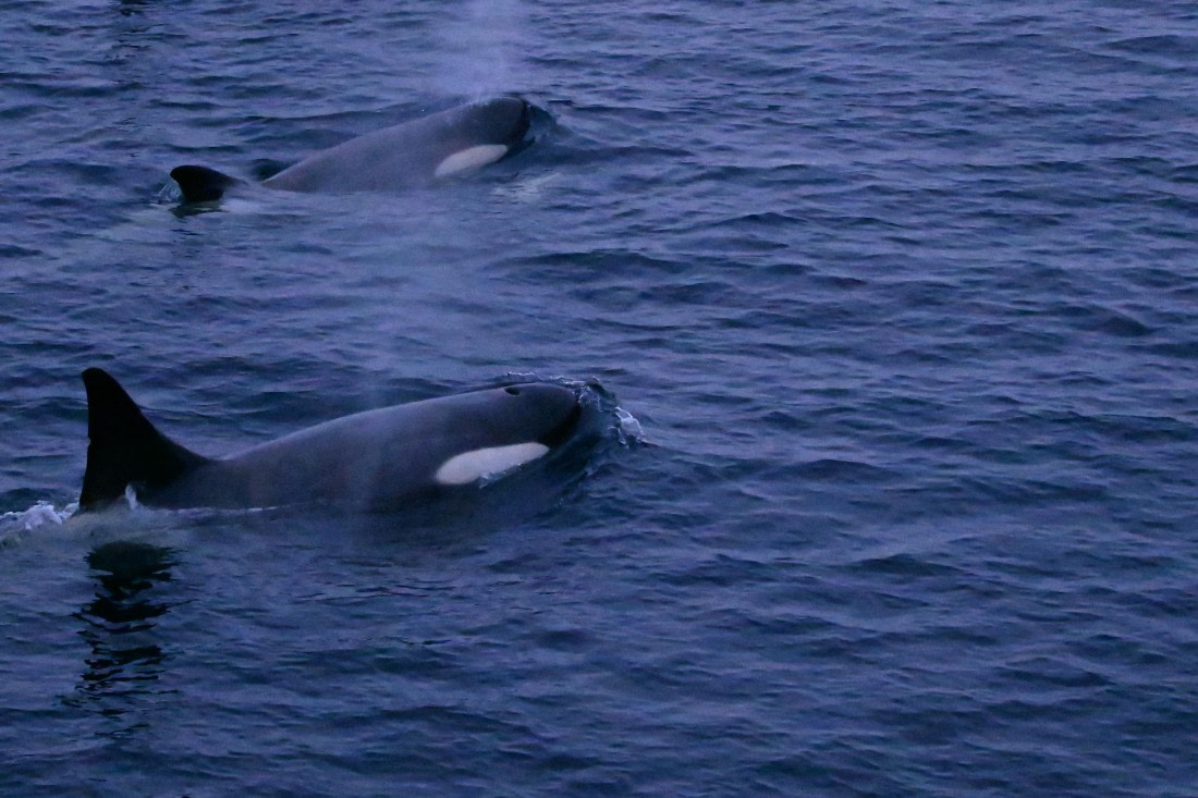 OTL24-25, Day 6, SAS_4762.JPG © Saskia van der Meij - Oceanwide Expeditions.JPG