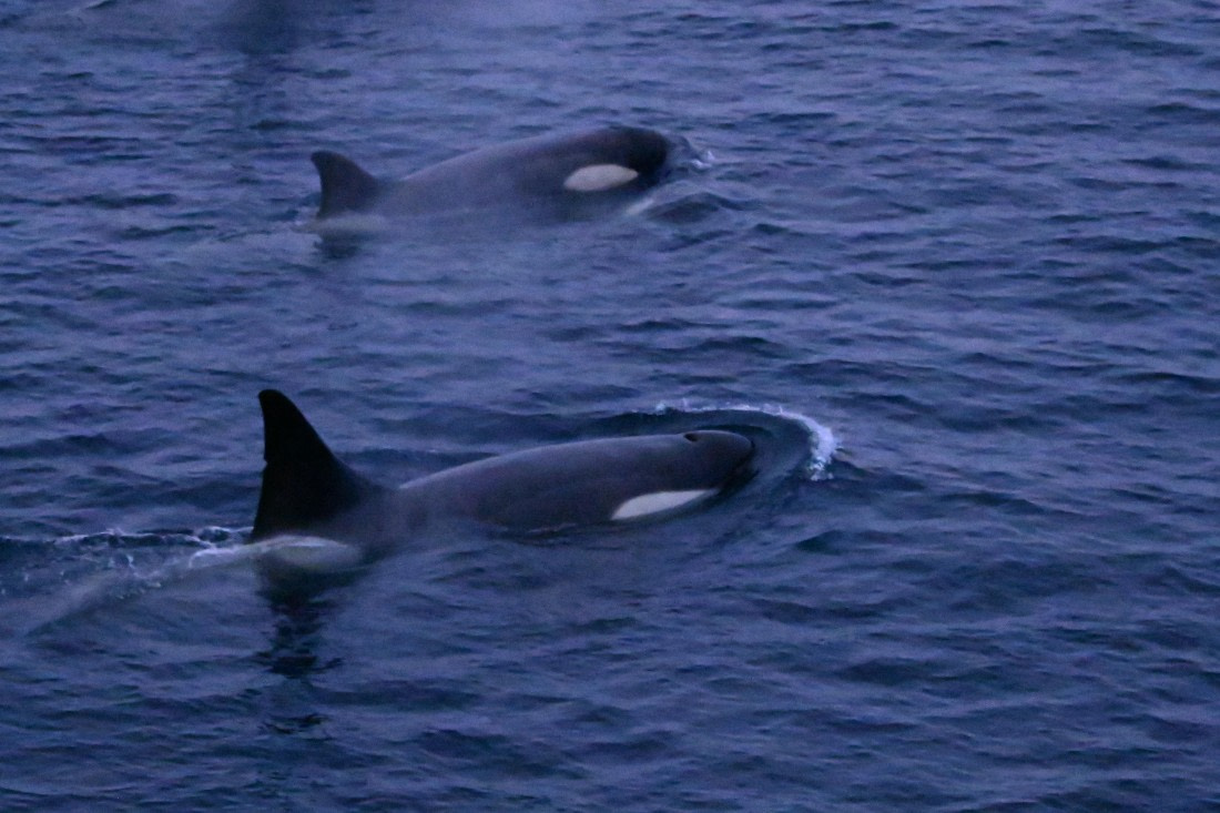 OTL24-25, Day 6, SAS_4763.JPG © Saskia van der Meij - Oceanwide Expeditions.JPG