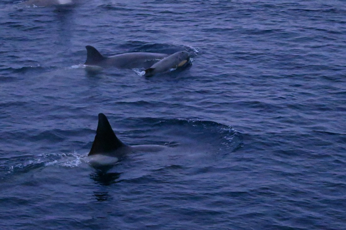 OTL24-25, Day 6, SAS_4765.JPG © Saskia van der Meij - Oceanwide Expeditions.JPG