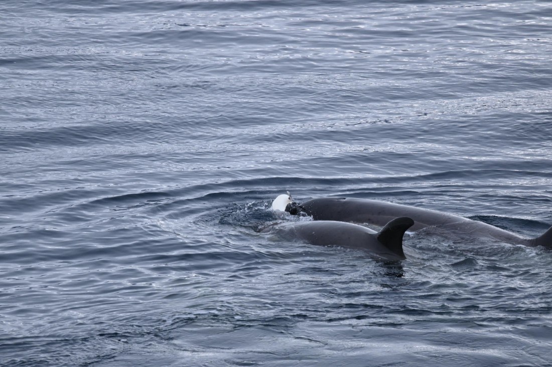 OTL24-25, Day 6, SAS_4837.JPG © Saskia van der Meij - Oceanwide Expeditions.JPG