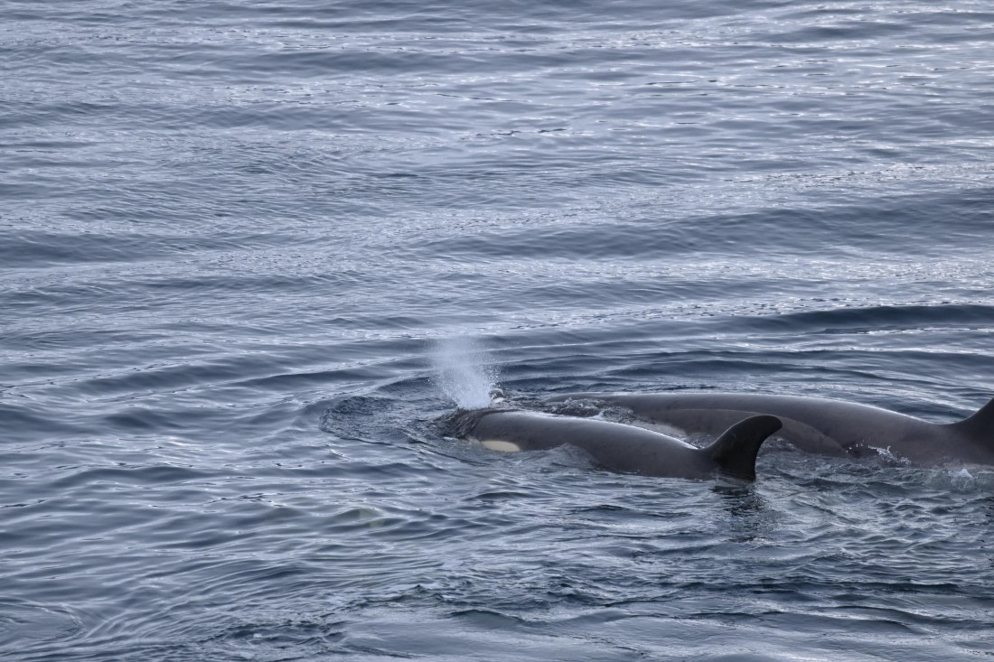 OTL24-25, Day 6, SAS_4839.JPG © Saskia van der Meij - Oceanwide Expeditions.JPG