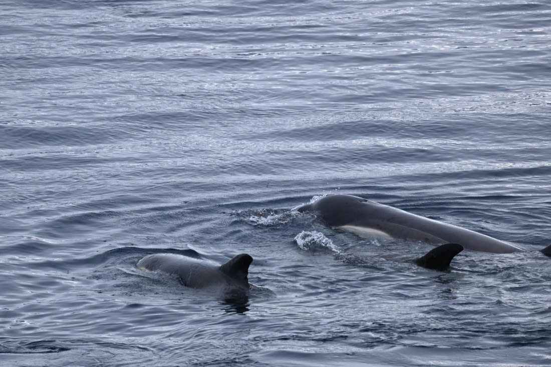 OTL24-25, Day 6, SAS_4841.JPG © Saskia van der Meij - Oceanwide Expeditions.JPG