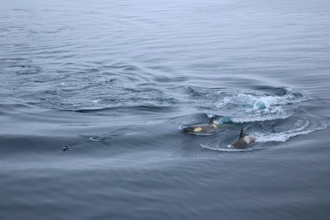 OTL24-25, Day 7, IMG_8217.JPG © Beth Hitchcock - Oceanwide Expeditions.JPG