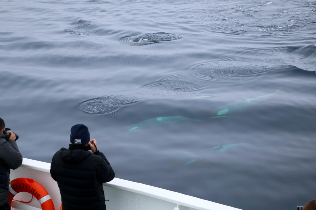 OTL24-25, Day 7, IMG_8223.JPG © Beth Hitchcock - Oceanwide Expeditions.JPG