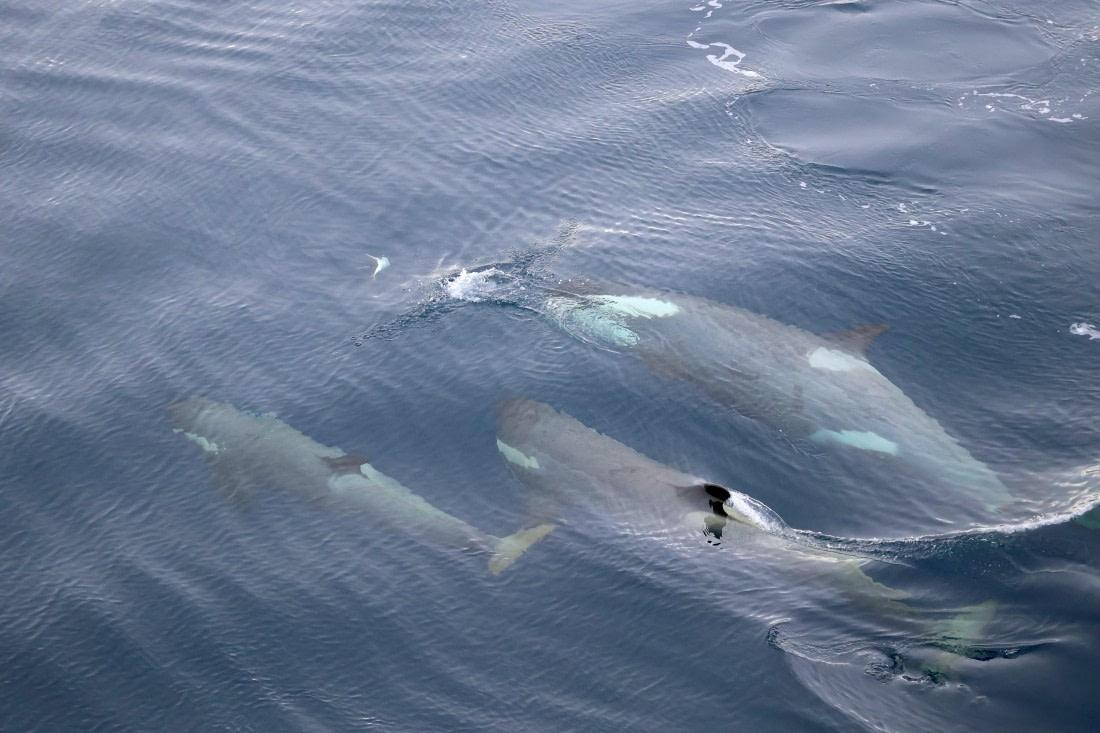 OTL24-25, Day 7, IMG_8243.JPG © Beth Hitchcock - Oceanwide Expeditions.JPG