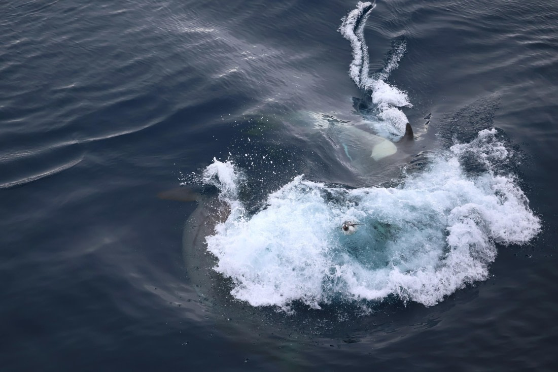 OTL24-25, Day 7, IMG_8267.JPG © Beth Hitchcock - Oceanwide Expeditions.JPG