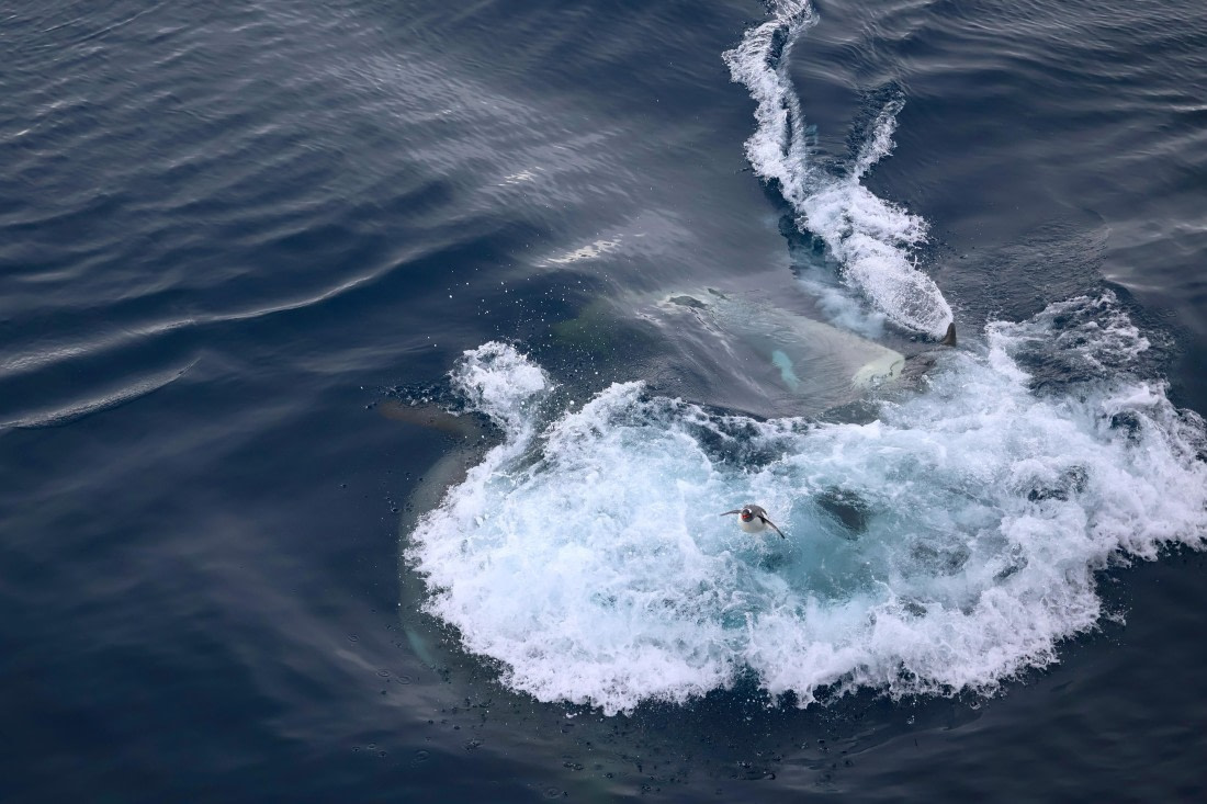 OTL24-25, Day 7, IMG_8268.JPG © Beth Hitchcock - Oceanwide Expeditions.JPG