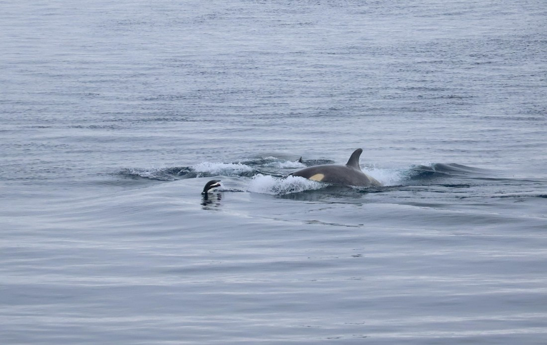 OTL24-25, Day 7, IMG_8293.JPG © Beth Hitchcock - Oceanwide Expeditions.JPG