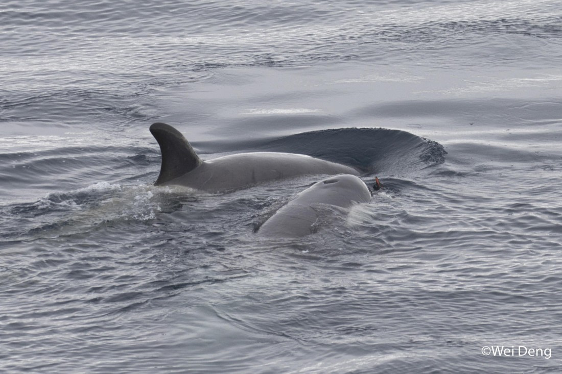 OTL24-25, Day 7, Wei_Slideshow3O0A4838.jpg © Wei Deng - Oceanwide Expeditions.jpg