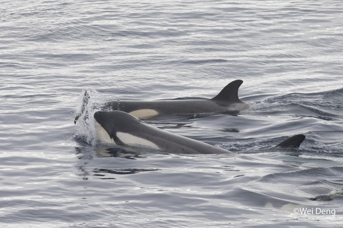 OTL24-25, Day 7, Wei_Slideshow3O0A4859.jpg © Wei Deng - Oceanwide Expeditions.jpg