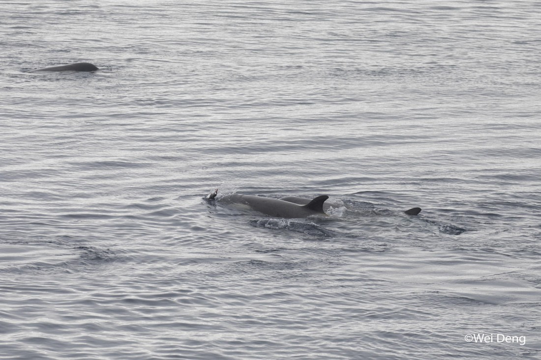 OTL24-25, Day 7, Wei_Slideshow3O0A4871.jpg © Wei Deng - Oceanwide Expeditions.jpg