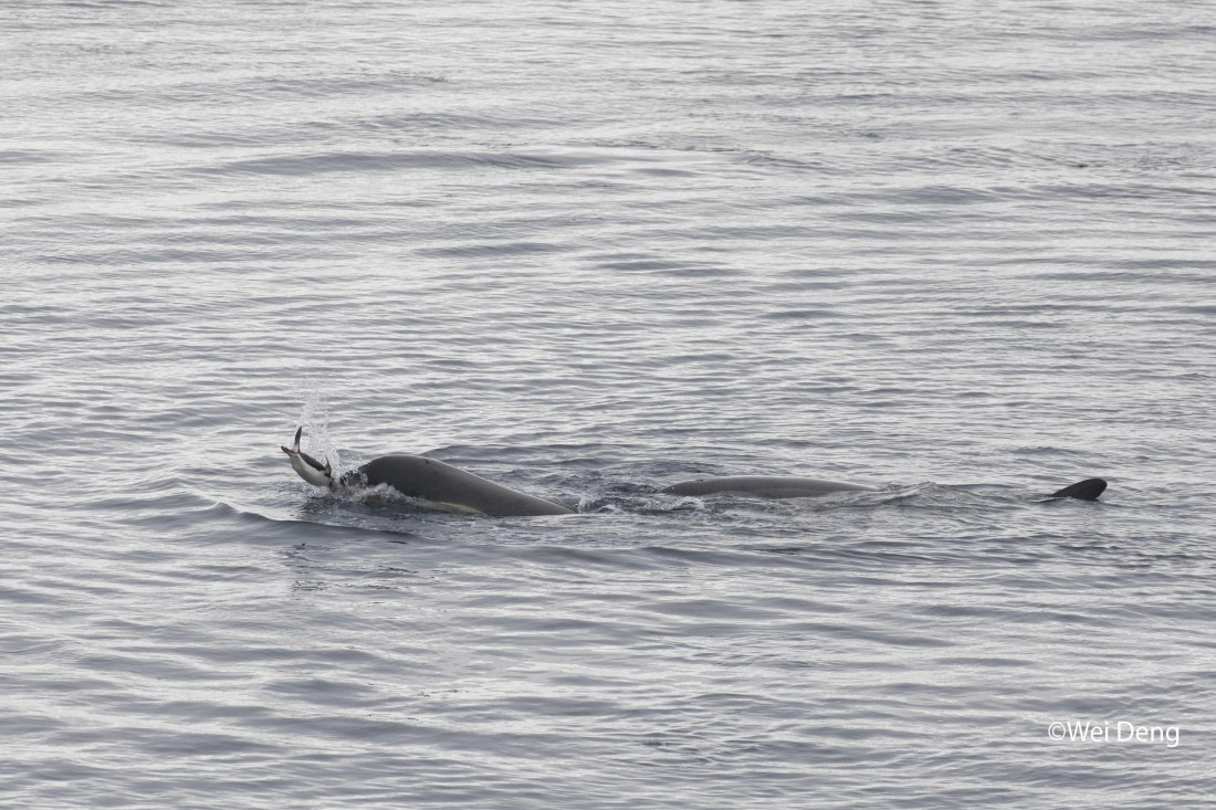 OTL24-25, Day 7, Wei_Slideshow3O0A4880.jpg © Wei Deng - Oceanwide Expeditions.jpg