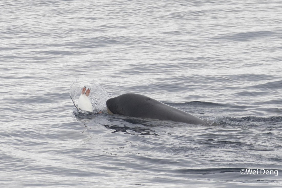 OTL24-25, Day 7, Wei_Slideshow3O0A4891.jpg © Wei Deng - Oceanwide Expeditions.jpg