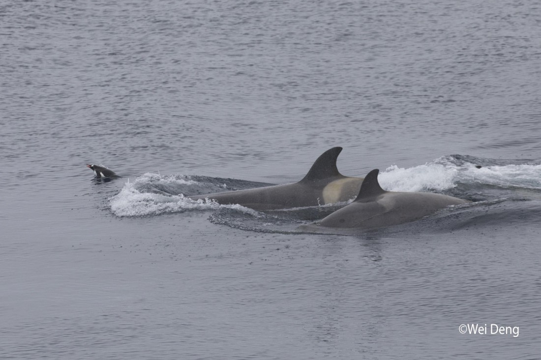 OTL24-25, Day 7, Wei_Slideshow3O0A4994.jpg © Wei Deng - Oceanwide Expeditions.jpg