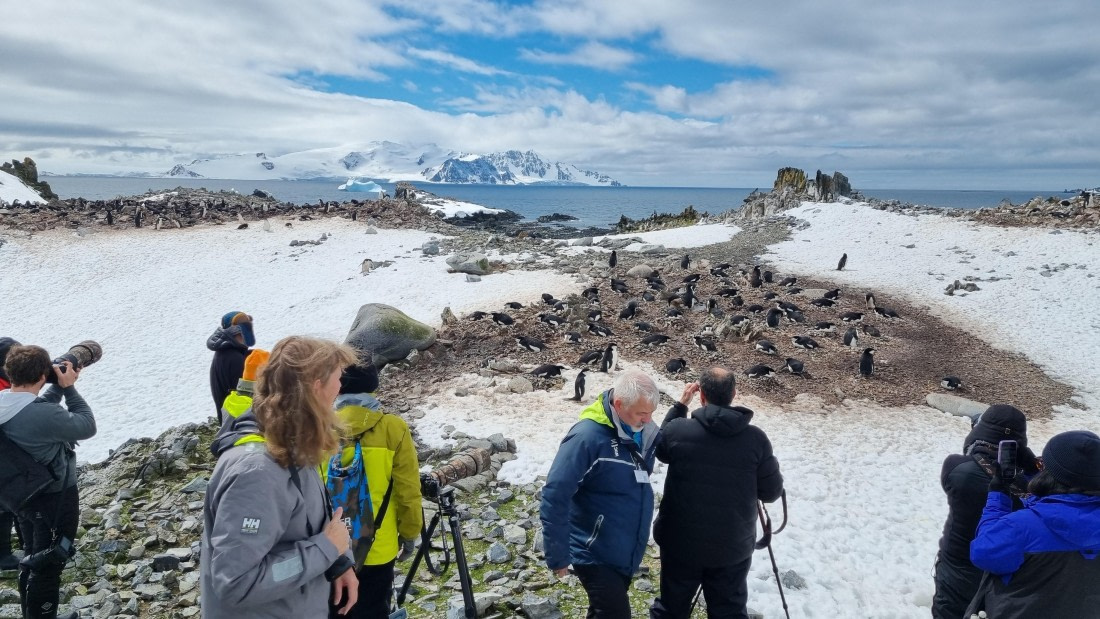 OTL24-25, Day 8, Gary 8Dec-Half Moon Is-Chinstrap colony.jpg © Gary Miller - Oceanwide Expeditions.jpg