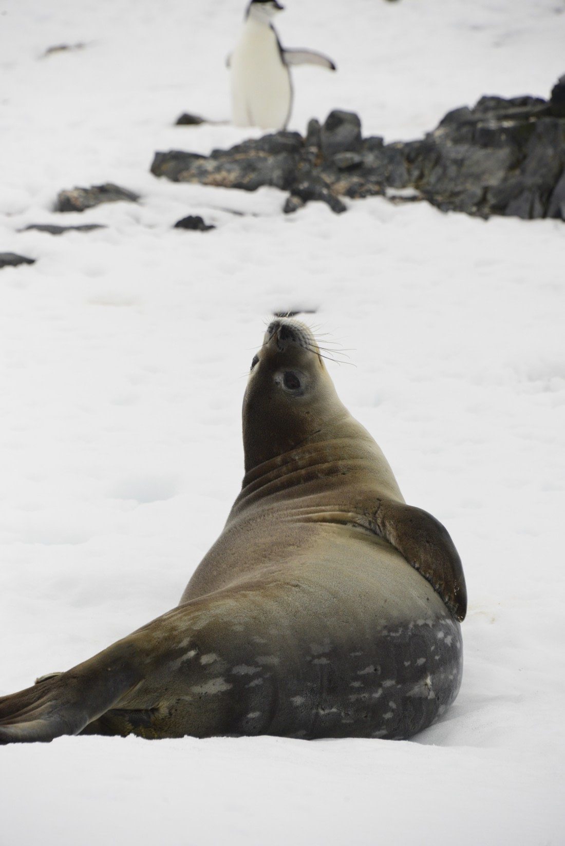 OTL24-25, Day 8, Gary 8Dec-Half Moon-Weddell Seal.JPG © Gary Miller - Oceanwide Expeditions.JPG