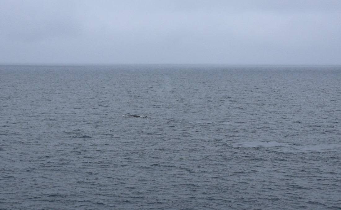 OTL24-25, Day 8, IMG_8401.JPG © Beth Hitchcock - Oceanwide Expeditions.JPG