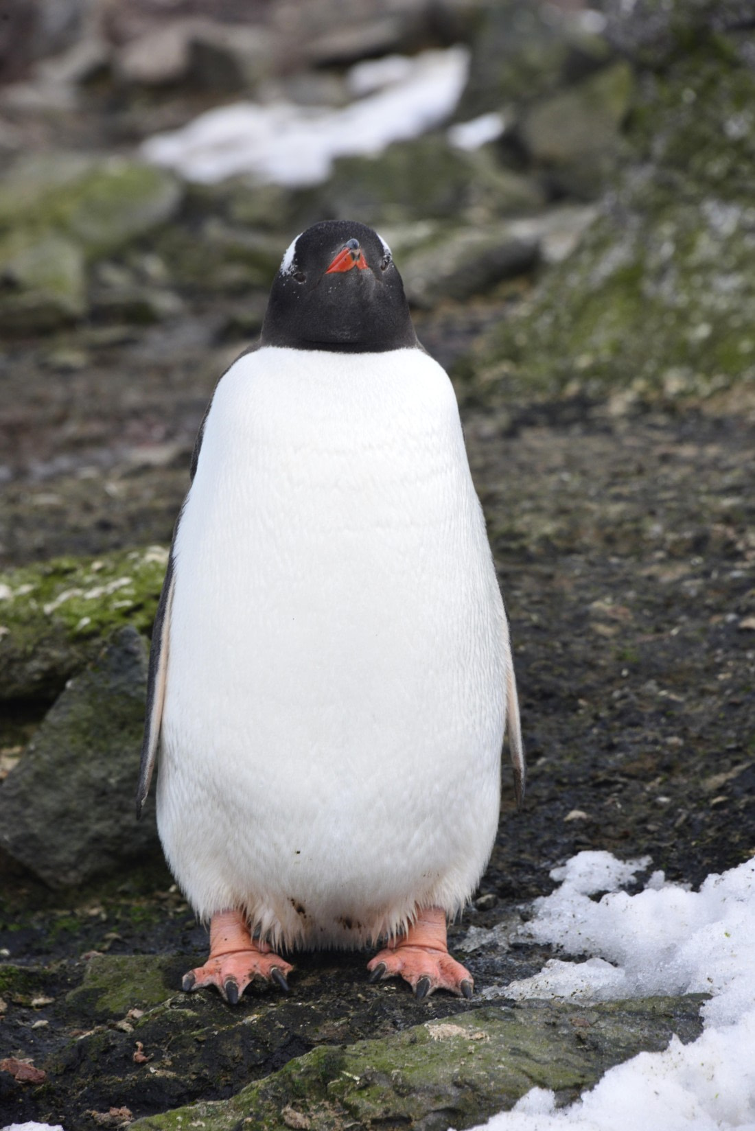 OTL24-25, Day 8, Gary 8Dec-Yankee Harbour-Gentoo.JPG © Gary Miller - Oceanwide Expeditions.JPG