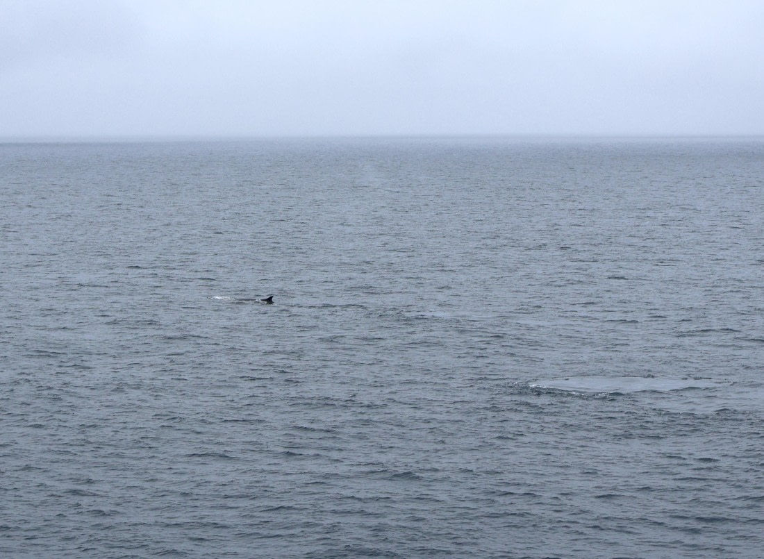 OTL24-25, Day 8, IMG_8402.JPG © Beth Hitchcock - Oceanwide Expeditions.JPG