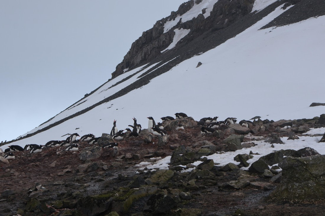 OTL24-25, Day 8, IMG_8474.JPG © Beth Hitchcock - Oceanwide Expeditions.JPG