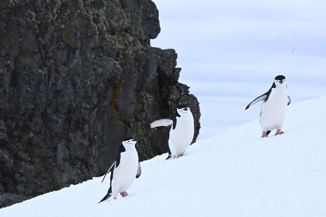 OTL24-25, Day 8, SAS_4864.JPG © Saskia van der Meij - Oceanwide Expeditions.JPG