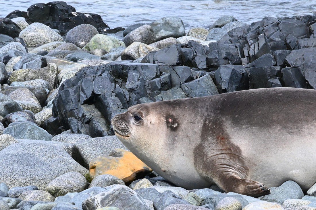 OTL24-25, Day 8, SAS_4870.JPG © Saskia van der Meij - Oceanwide Expeditions.JPG