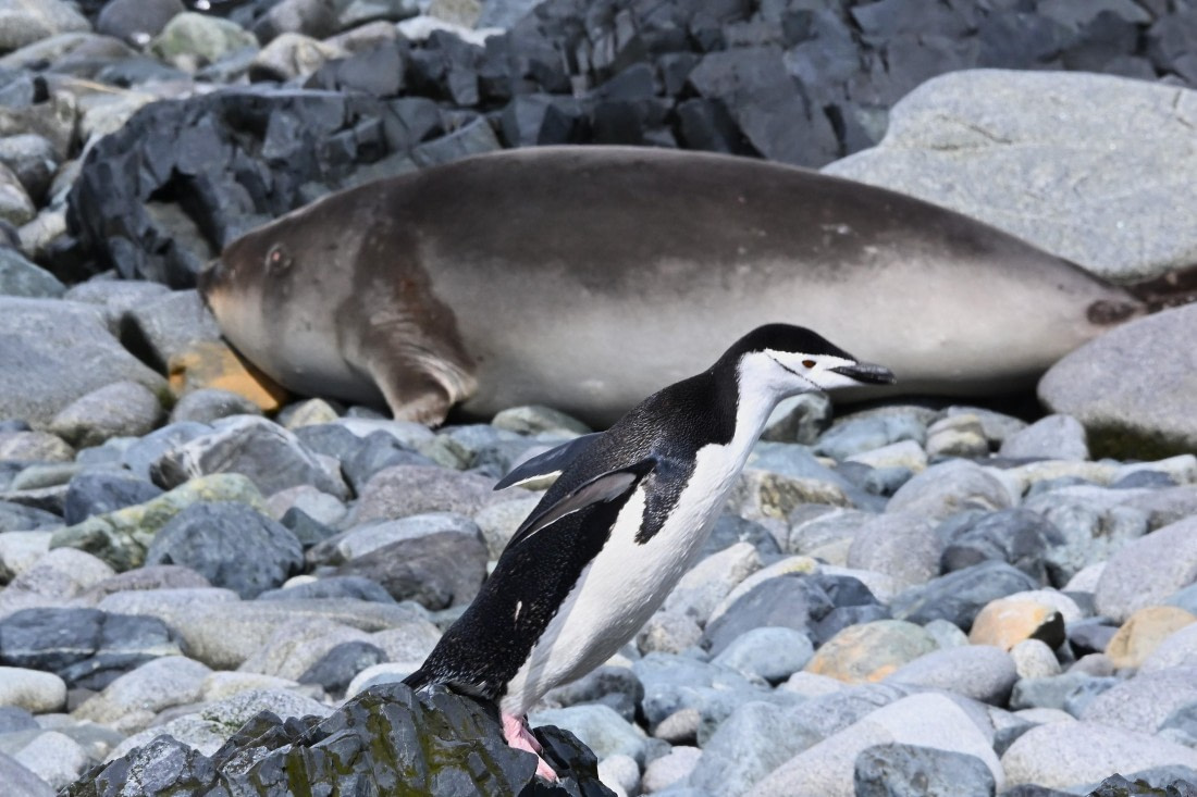 OTL24-25, Day 8, SAS_4873.JPG © Saskia van der Meij - Oceanwide Expeditions.JPG