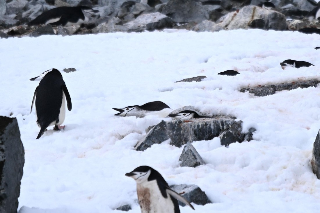 OTL24-25, Day 8, SAS_4887.JPG © Saskia van der Meij - Oceanwide Expeditions.JPG