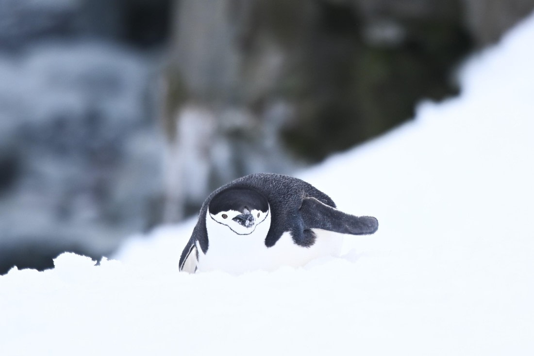 OTL24-25, Day 8, SAS_4903.JPG © Saskia van der Meij - Oceanwide Expeditions.JPG