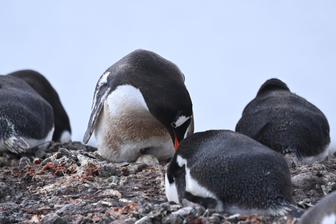 OTL24-25, Day 8, SAS_4942.JPG © Saskia van der Meij - Oceanwide Expeditions.JPG