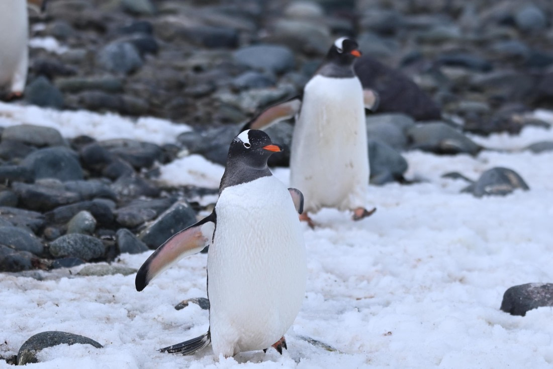 OTL24-25, Day 8, SAS_4946.JPG © Saskia van der Meij - Oceanwide Expeditions.JPG